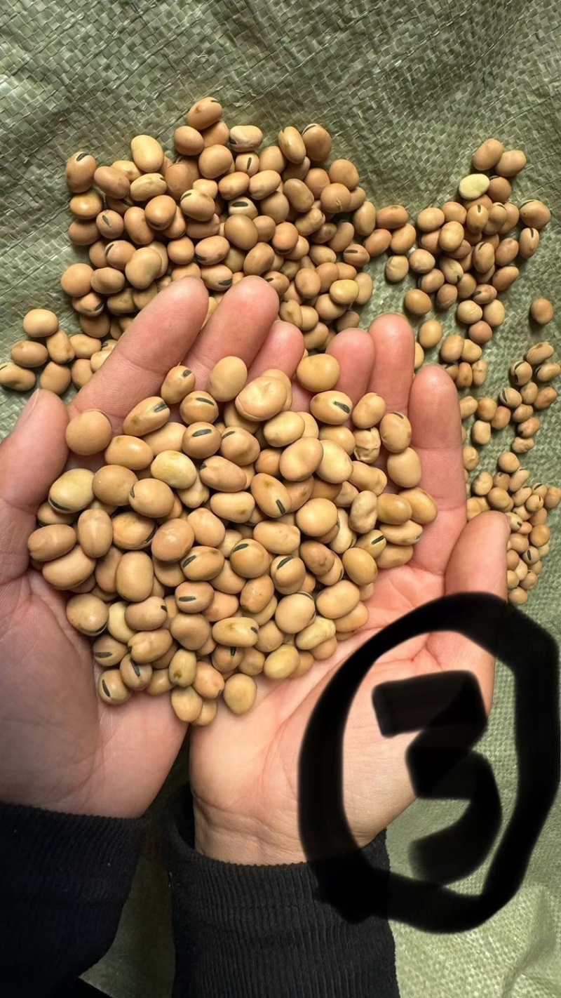 【实力推荐】蚕豆羊眼豆量大质优价格优惠支持视频看货