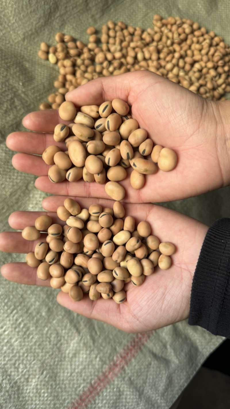 【实力推荐】蚕豆羊眼豆量大质优价格优惠支持视频看货