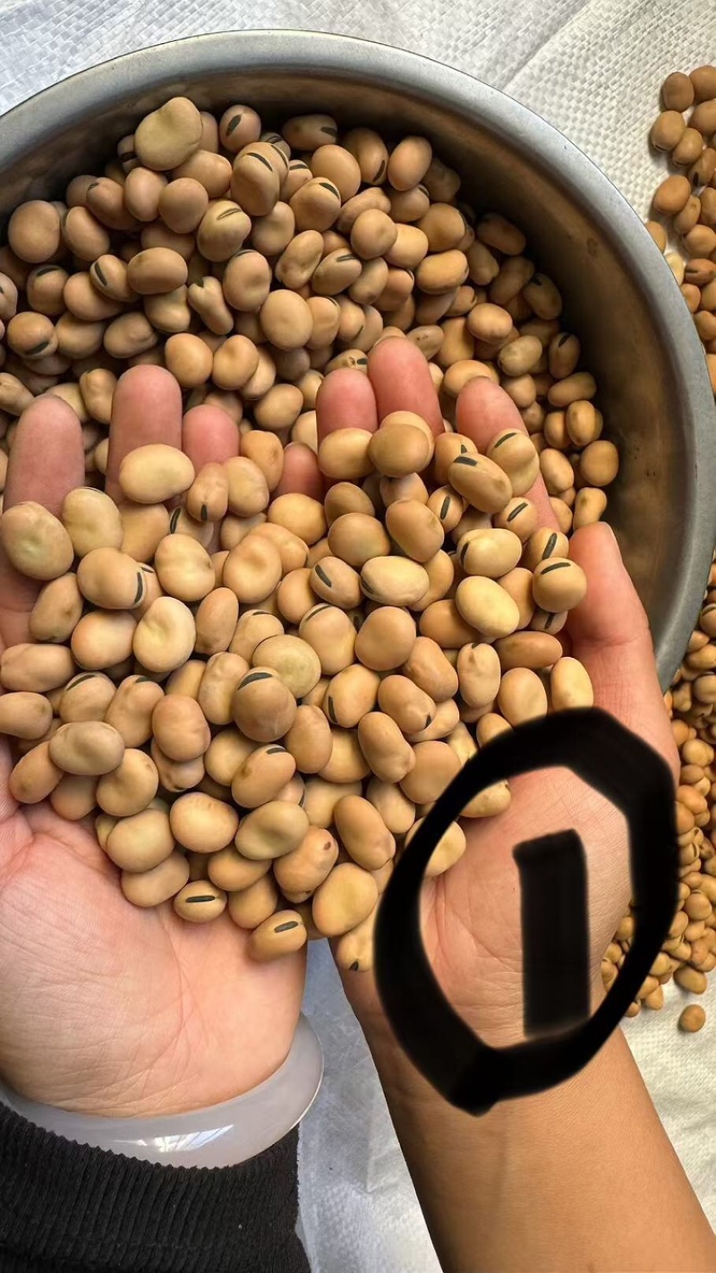 【实力推荐】蚕豆羊眼豆量大质优价格优惠支持视频看货