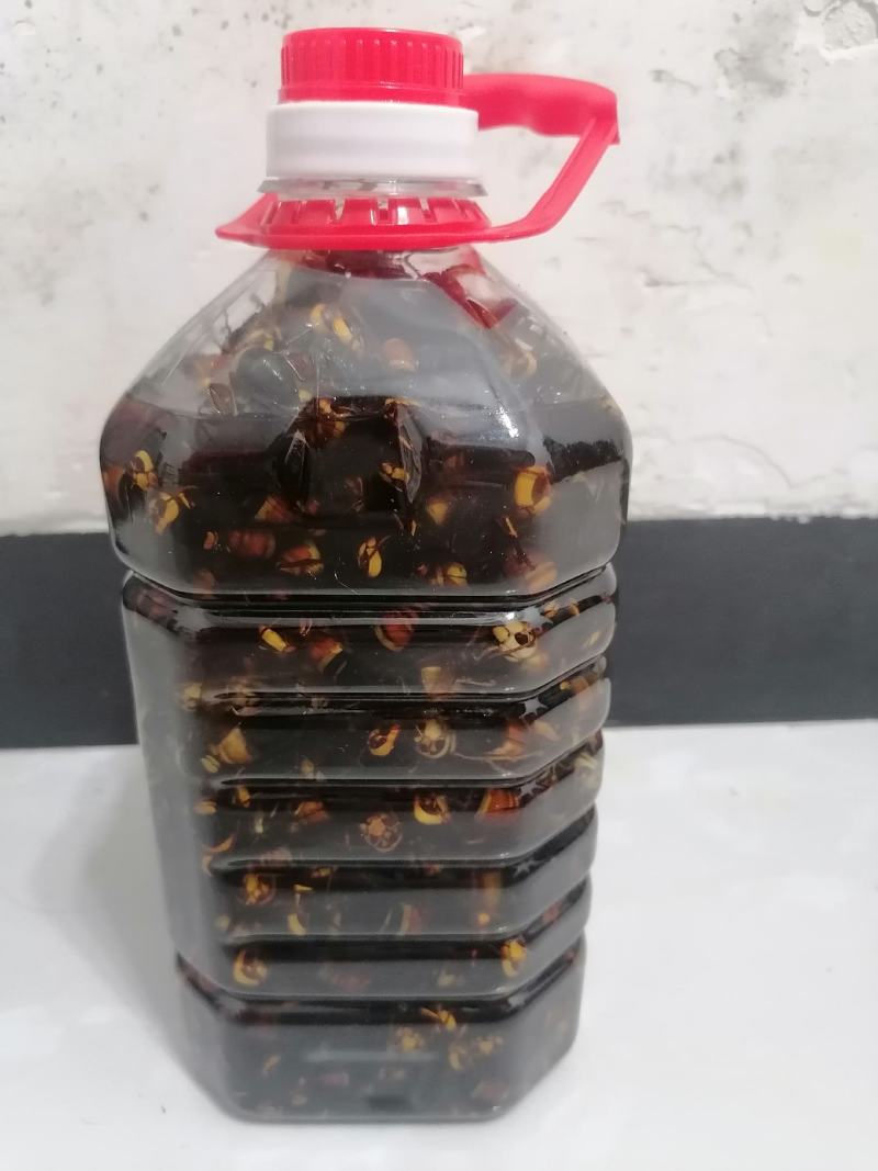 野生虎头蜂黑尾金环