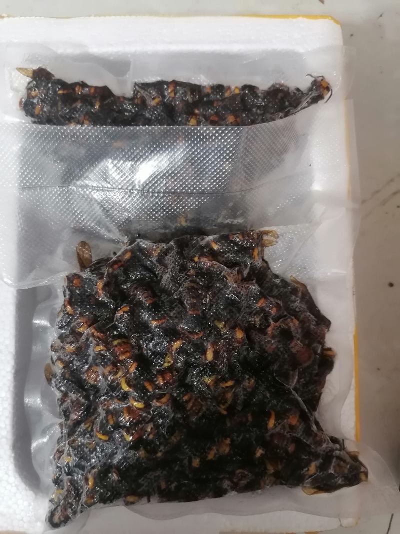 野生虎头蜂黑尾金环