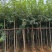 黄花风铃木3-12公分出售自家货源基地直销可视频