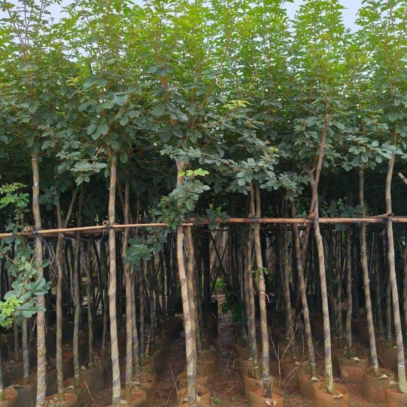 黄花风铃木3-12公分出售自家货源基地直销可视频