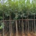 黄花风铃木3-12公分出售自家货源基地直销可视频