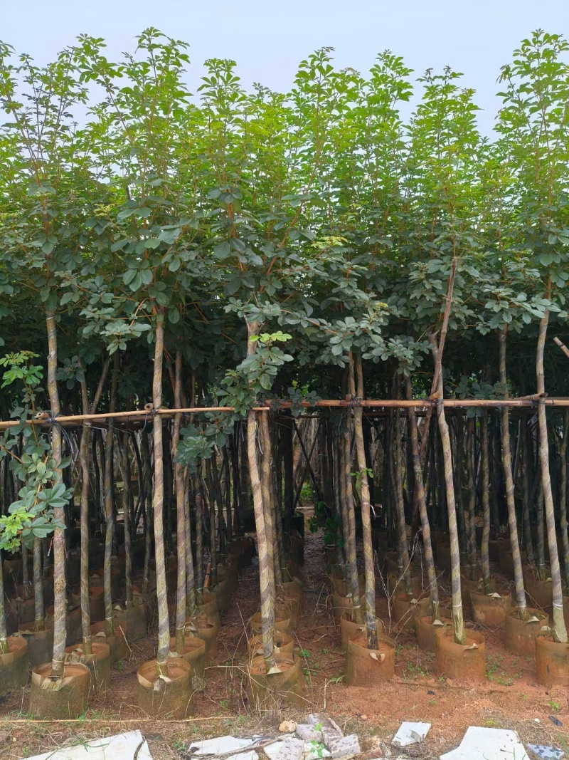黄花风铃木3-12公分出售自家货源基地直销可视频