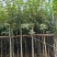 黄花风铃木3-12公分出售自家货源基地直销可视频