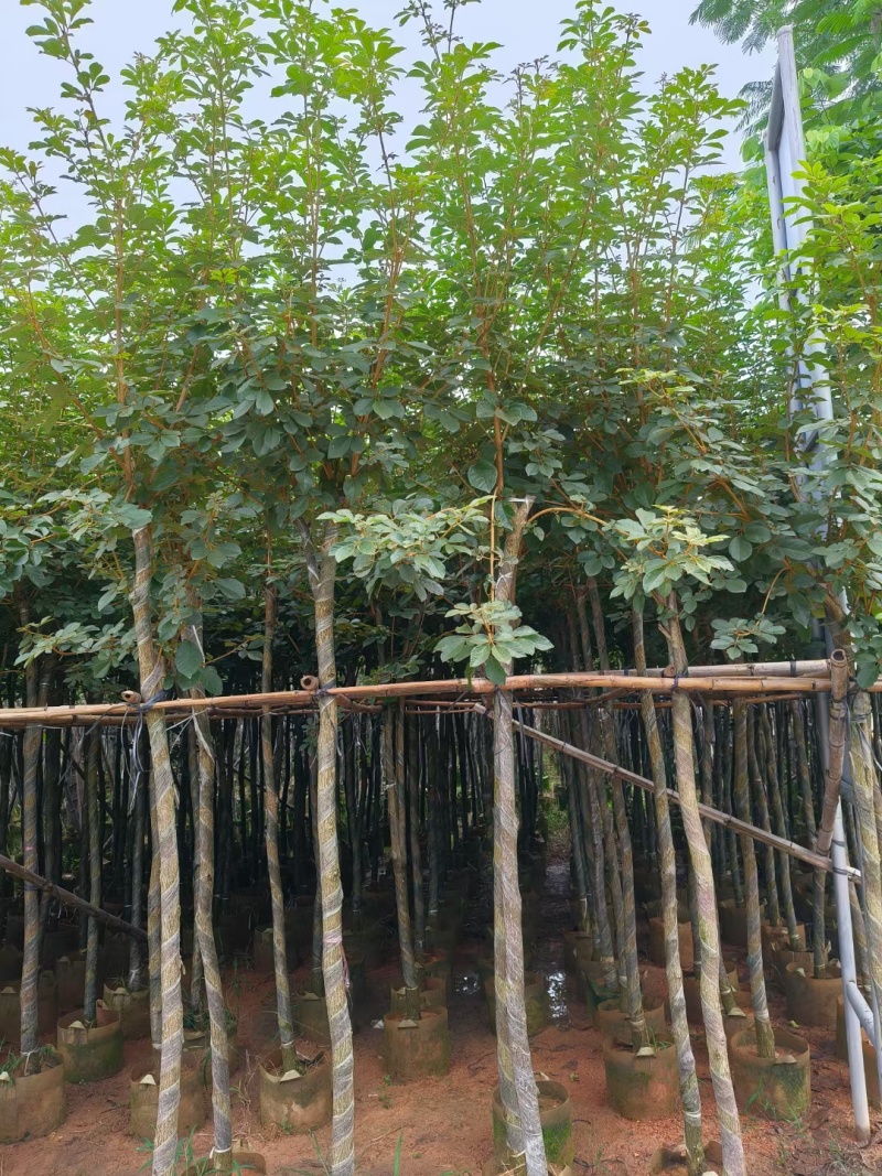 黄花风铃木3-12公分出售自家货源基地直销可视频