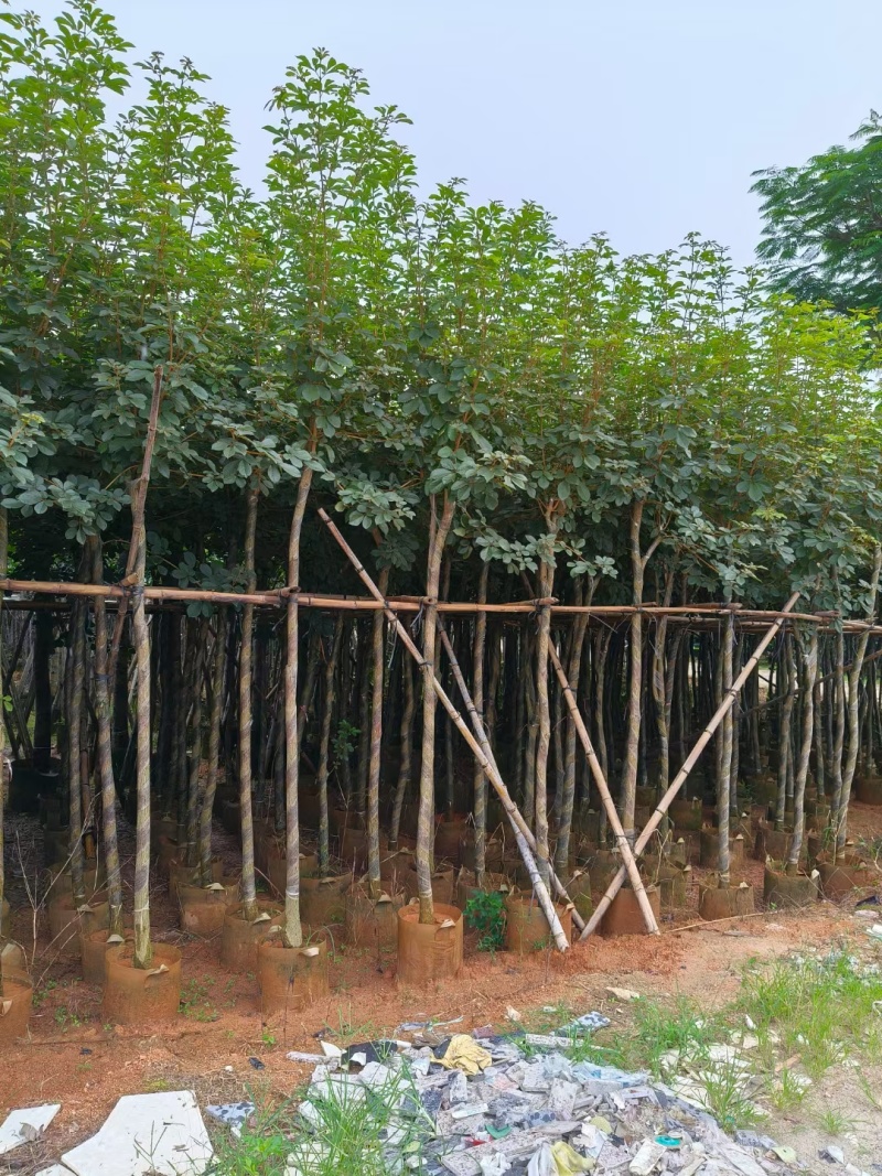 黄花风铃木3-12公分出售自家货源基地直销可视频