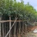 黄花风铃木3-12公分出售自家货源基地直销可视频