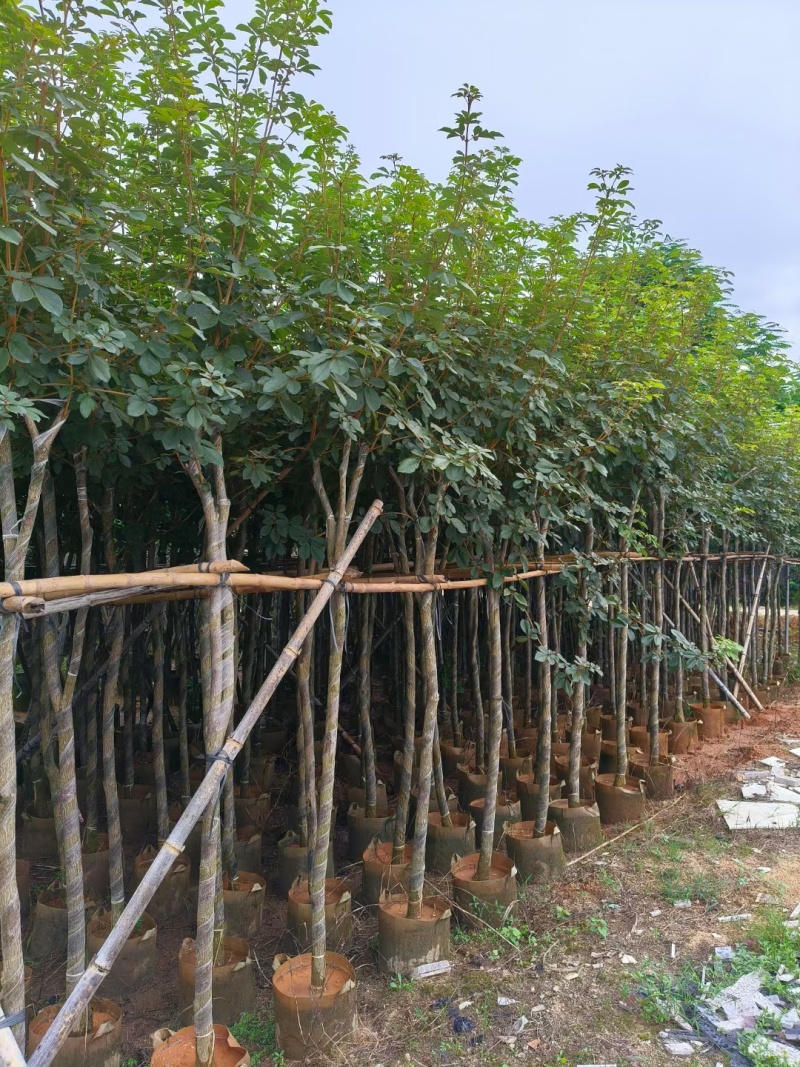 黄花风铃木3-12公分出售自家货源基地直销可视频