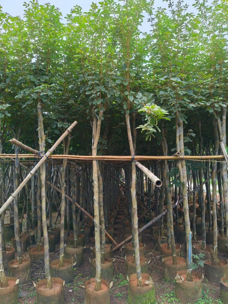 黄花风铃木3-12公分出售自家货源基地直销可视频