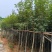 黄花风铃木3-12公分出售自家货源基地直销可视频