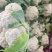 山东青岛松花菜有机菜花产地一手货源对接全国市场电