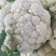 山东青岛松花菜有机菜花产地一手货源对接全国市场电
