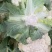 山东青岛松花菜有机菜花产地一手货源对接全国市场电