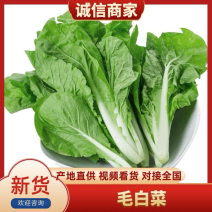 小白菜20cm以上精品毛白菜一手资源