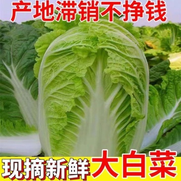 河北黄心大白菜，产地直发，量大从优，货源充足，诚信经营