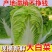 河北黄心大白菜，产地直发，量大从优，货源充足，诚信经营