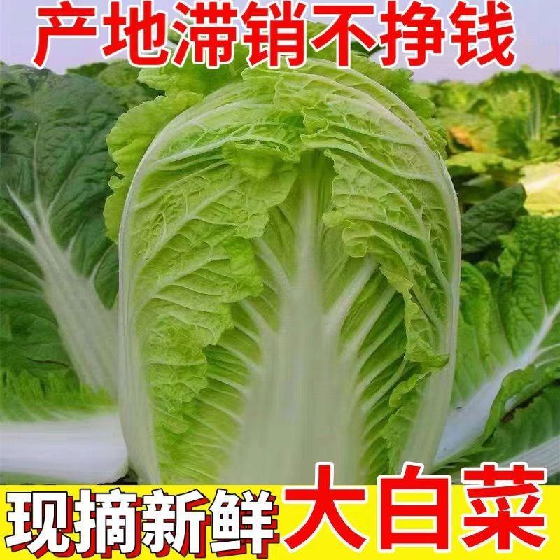 河北黄心大白菜，产地直发，量大从优，货源充足，诚信经营
