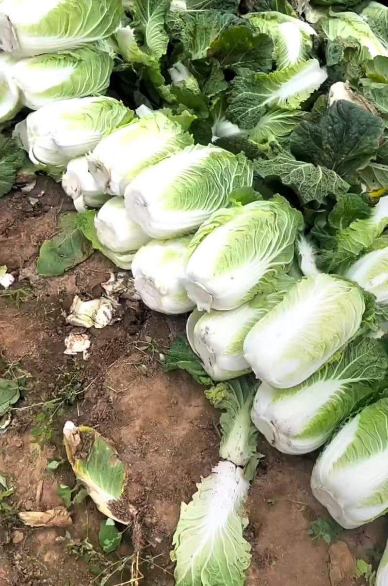 河北黄心大白菜，产地直发，量大从优，货源充足，诚信经营
