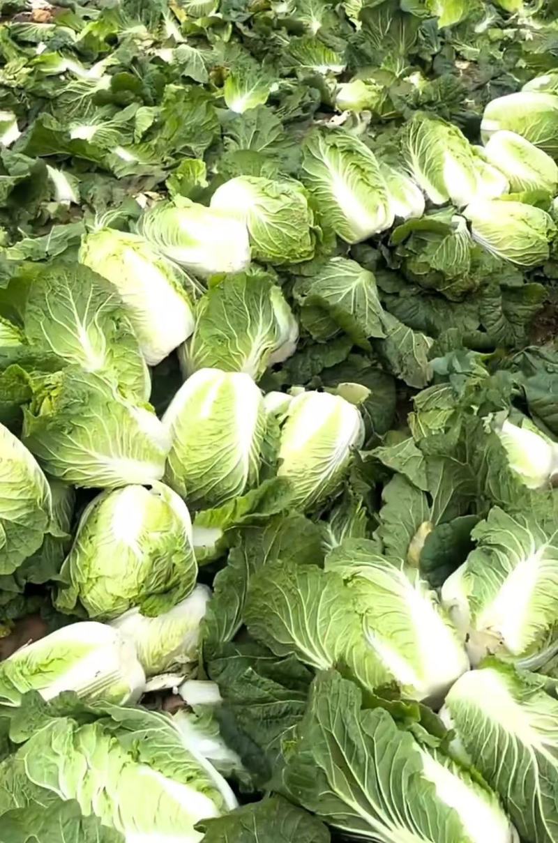 河北黄心大白菜，产地直发，量大从优，货源充足，诚信经营
