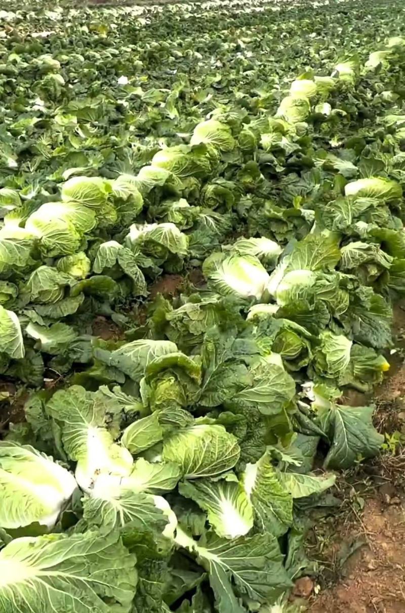 河北黄心大白菜，产地直发，量大从优，货源充足，诚信经营