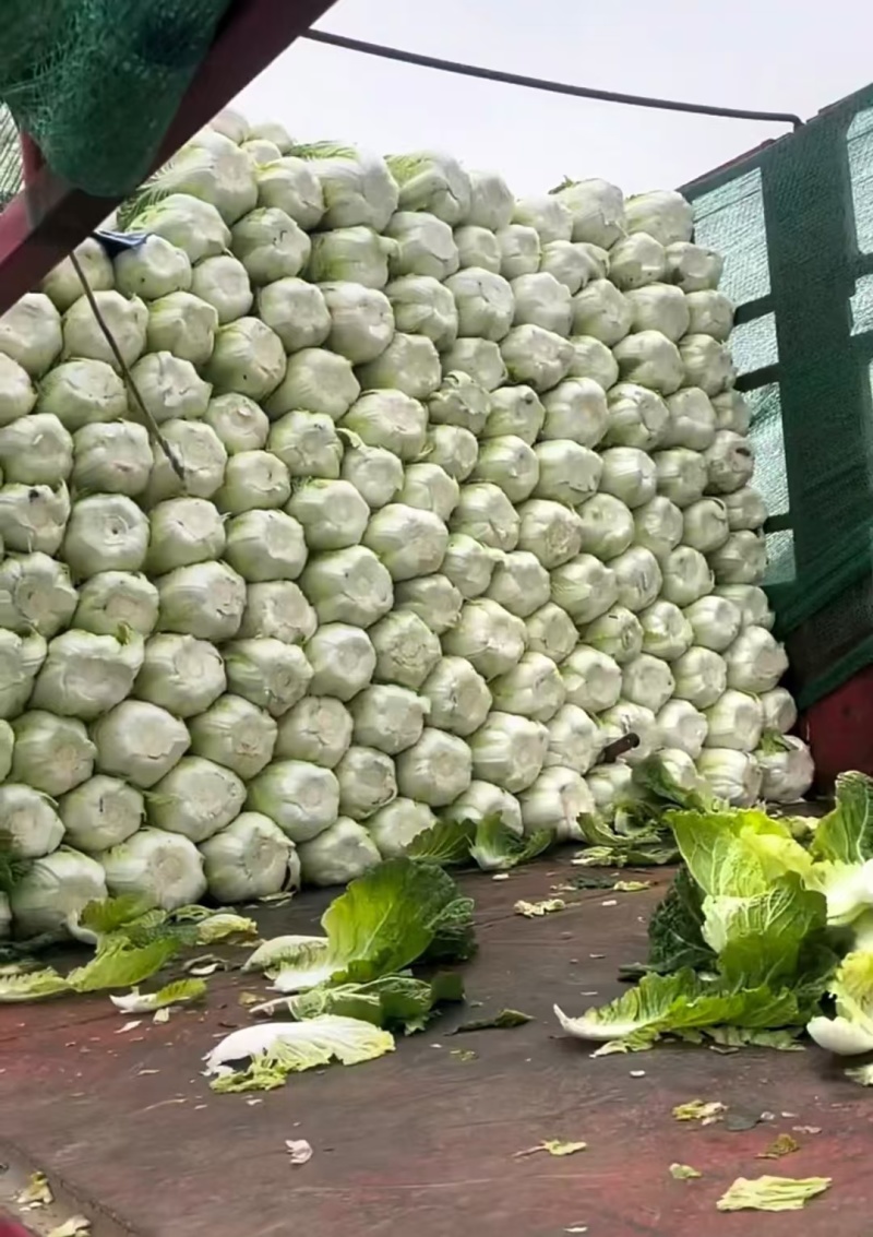河北黄心大白菜，产地直发，量大从优，货源充足，诚信经营