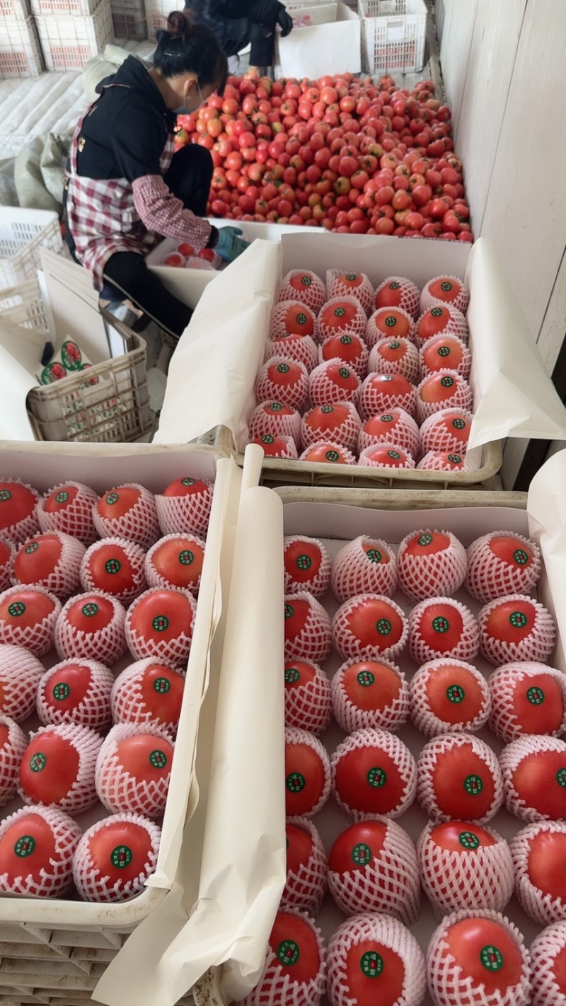 费县硬粉西红柿大量接单，电商市场超市，大量供应