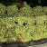 精品西芹大量上市，产地货源直发，量大从优，对接各大市场