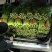 精品西芹大量上市，产地货源直发，量大从优，对接各大市场