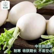 圆萝卜，产地一手货源，保证质量现洗挖现洗打冷欢迎