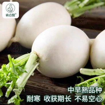 圆萝卜，产地一手货源，保证质量现洗挖现洗打冷欢迎