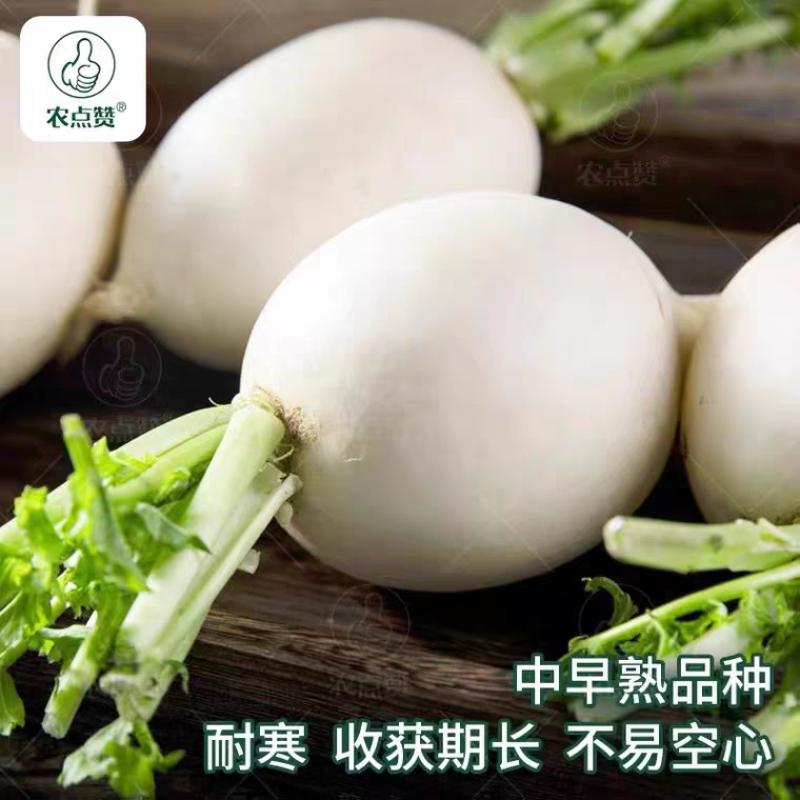 圆萝卜，产地一手货源，保证质量现洗挖现洗打冷欢迎