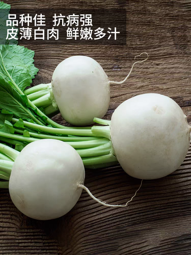 圆萝卜，产地一手货源，保证质量现洗挖现洗打冷欢迎