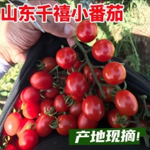 【实力供应】千禧圣女果/山东圣女果/产地货源/价格便宜