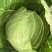 100亩甘蓝上市，薄皮甘蓝颜色绿，个头均匀无虫害。