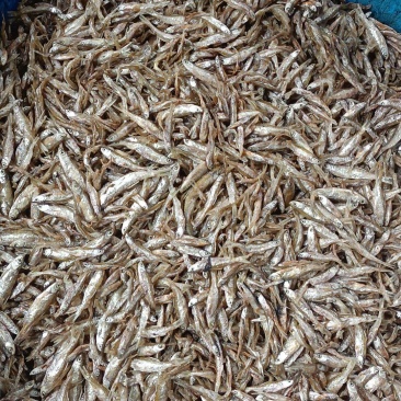油炸白肖鱼