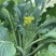 迟菜心、增城迟菜心