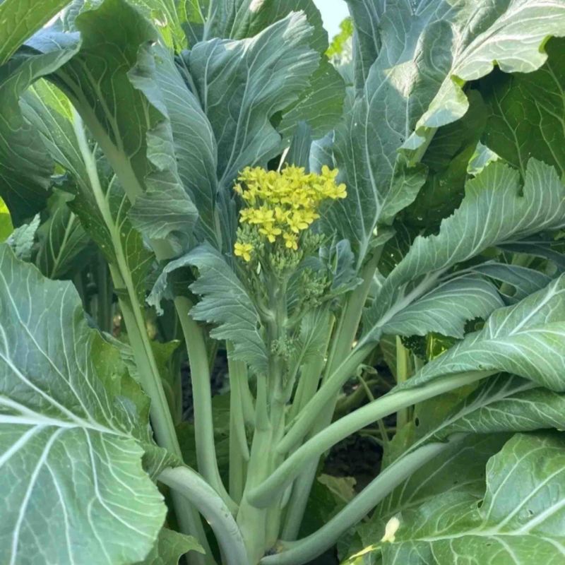 迟菜心、增城迟菜心