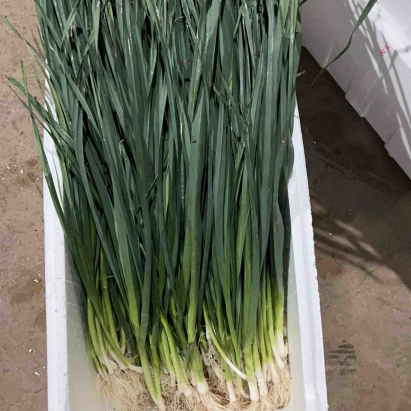 精品云南蒜苗白蒜叶大量上市干货水货欢迎来电