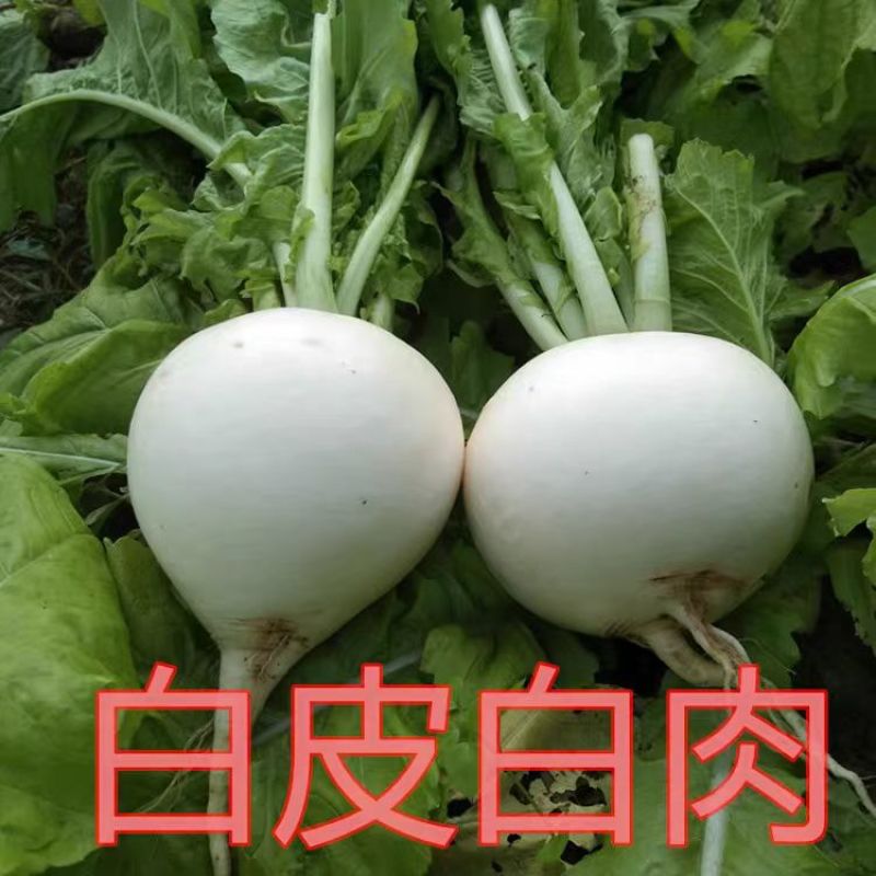 圆箩卜，可产地看货论价，保质保量欢迎选购
