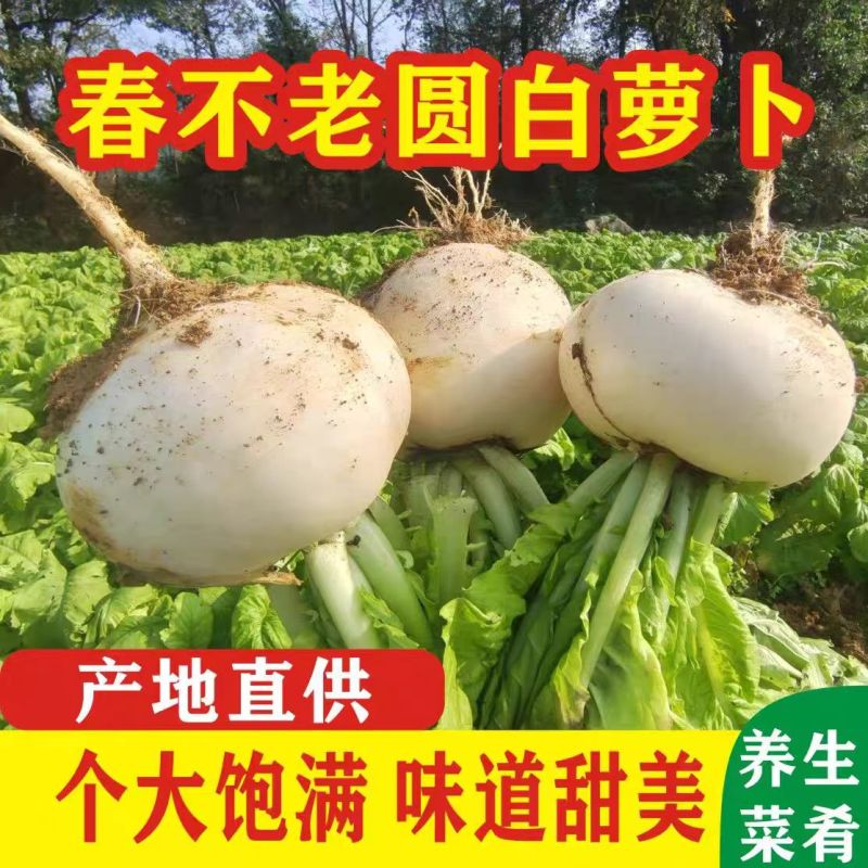 圆箩卜，可产地看货论价，保质保量欢迎选购