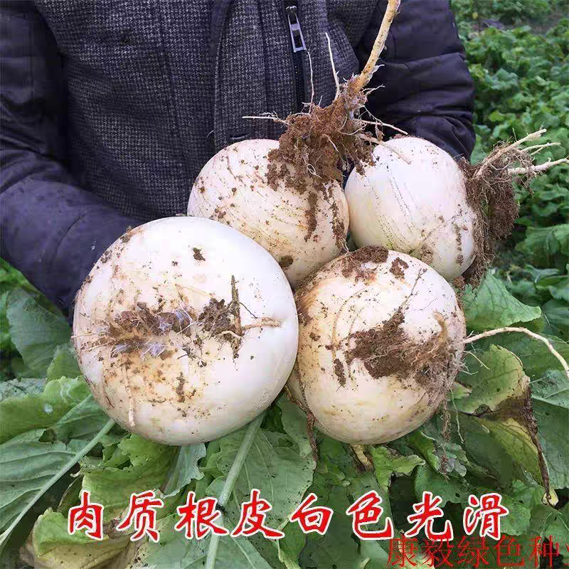 圆箩卜，可产地看货论价，保质保量欢迎选购