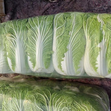 河南白菜青杂3号白菜，精品大白菜，规格齐全，代发全国
