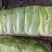 河南白菜青杂3号白菜，精品大白菜，规格齐全，代发全国