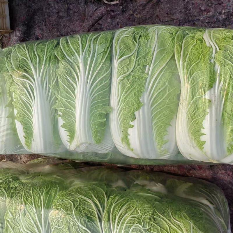 河南白菜青杂3号白菜，精品大白菜，规格齐全，代发全国