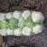 河南白菜青杂3号白菜，精品大白菜，规格齐全，代发全国