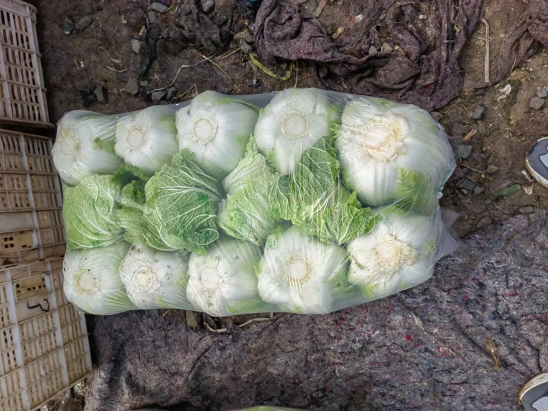 河南白菜青杂3号白菜，精品大白菜，规格齐全，代发全国