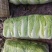 河南白菜青杂3号白菜，精品大白菜，规格齐全，代发全国