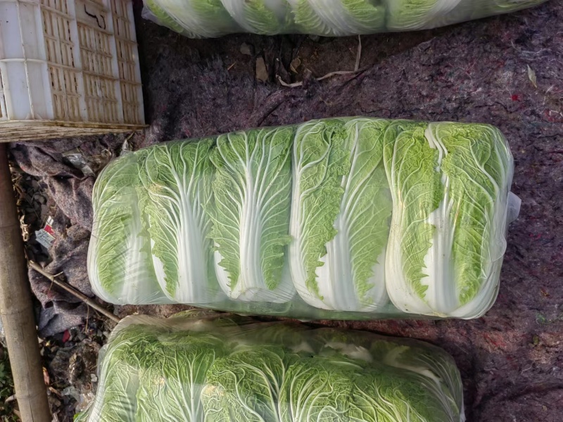 河南白菜青杂3号白菜，精品大白菜，规格齐全，代发全国